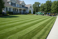 One-Time Lawn Maintenance