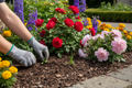 Professional lawn care worker weeding a flower bed with colorful blooms